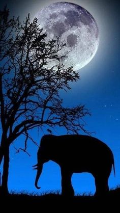 an elephant is silhouetted against the night sky and full moon with trees in foreground