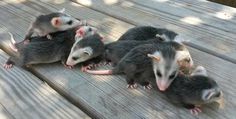 five small possles sitting on top of a wooden table