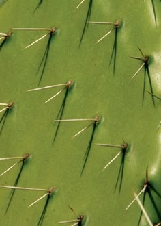 many needles sticking out of the top of a green cactus's leafy surface