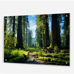 an image of a forest scene with trees and ferns in the foreground canvas wall art print