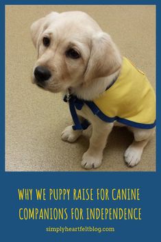 a small dog wearing a yellow shirt with blue trim on it's chest and the words why we puppy raise for canine companions for independence