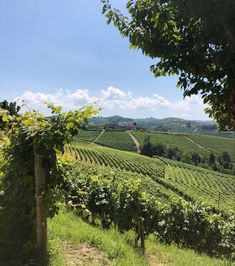 a vineyard with rows of vines and trees in the foreground, on a sunny day