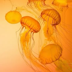 some yellow jellyfish are floating in the water and looking like they're swimming