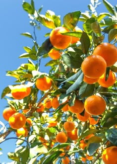 an orange tree with lots of ripe oranges on it