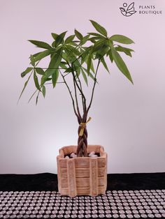 a potted plant sitting on top of a table