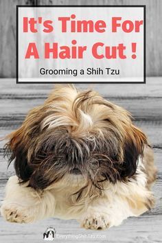 a brown and white dog sitting on top of a wooden floor next to a sign that says it's time for a hair cut