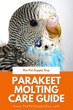 a close up of a bird with the words parakeet molting advice