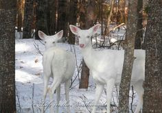 two white deer standing next to each other in the snow