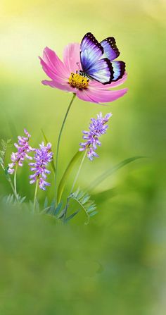 a purple flower with a butterfly sitting on it's back and another pink flower in the foreground