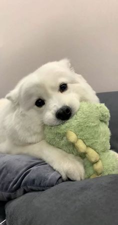 a white dog holding a green stuffed animal