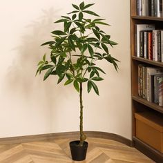 a potted plant sitting on top of a wooden floor next to a bookshelf