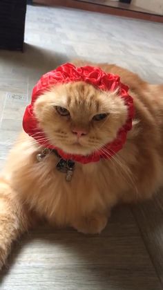 an orange cat laying on the floor wearing a red flower in its mouth and looking at the camera