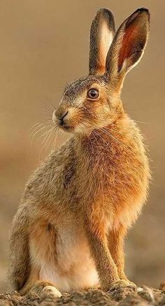 a brown rabbit sitting on top of a dirt field