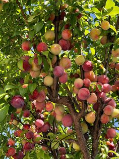 the fruit is growing on the tree and ready to be picked from it's branches