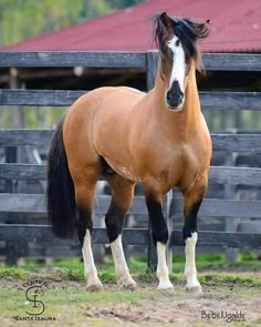 a brown and black horse standing in front of a wooden fence next to a red roofed building