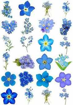 blue flowers are arranged on a white background