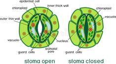 the structure of an animal's cell and how it is attached to its body