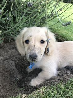 a white dog laying in the dirt next to a bush with blue tags on it's ear