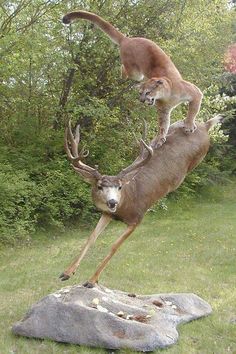 a cat is sitting on top of a deer's head and another animal is standing on its hind legs