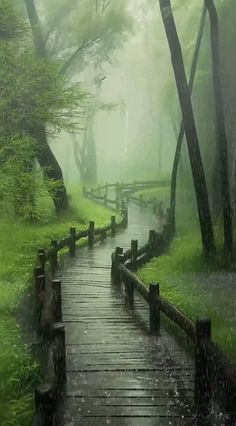 a wooden walkway in the middle of a forest with trees and grass on both sides