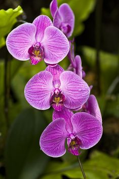 two purple orchids with green leaves in the background