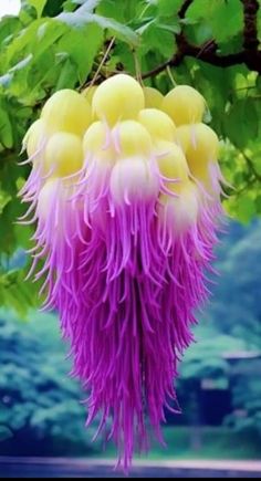 purple and yellow flowers hanging from a tree