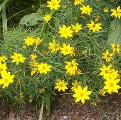 some yellow flowers are growing in the dirt