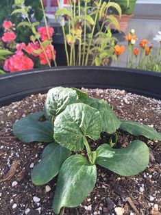 there is a plant in the pot on the ground