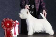 a small white dog standing on top of a table next to a person holding a red ribbon