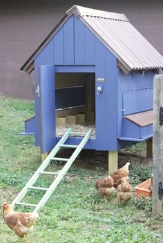 some chickens are standing in front of a blue chicken coop with stairs leading up to it