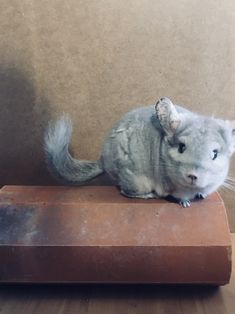 a small gray and white hamster sitting on top of a piece of wood next to a wall