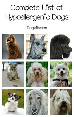 the complete list of hypoalengic dogs