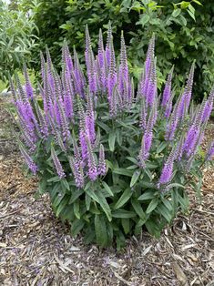 purple flowers are blooming in the garden