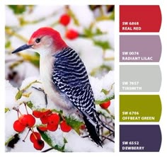 a red and white bird sitting on top of a tree filled with berries covered in snow