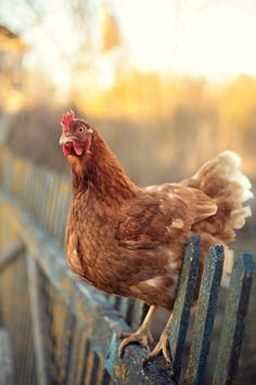 a brown chicken standing on top of a metal fence