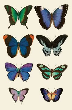 six different types of butterflies on a white background, each with blue and green wings