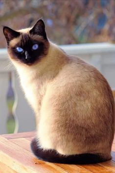 a siamese cat sitting on top of a wooden table next to a blue background