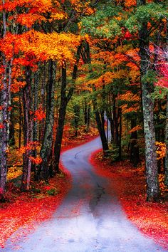 an empty road surrounded by trees with red and yellow leaves