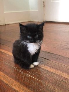 a black and white kitten sitting on top of a wooden floor next to a door