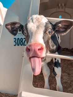 a cow sticking its tongue out in a pen