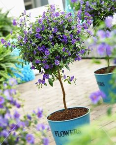 three potted plants with purple flowers in them on a brick floor next to some bushes