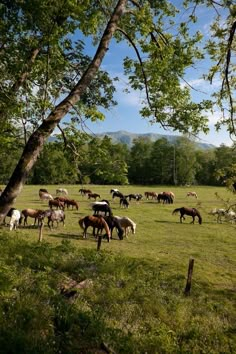 many horses are grazing on the grass in this field with trees and mountains in the background