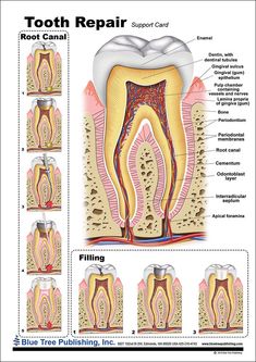 an image of tooth repair chart with different parts and functions to it's teeth