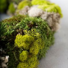 moss growing on the side of a road