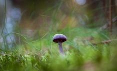 a small purple mushroom sitting in the middle of some green mossy grass with trees in the background