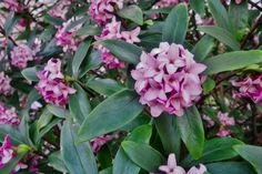 purple flowers are blooming on the bush in front of some green leaves and bushes