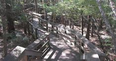 a wooden path in the woods with benches