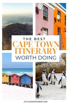 the best cape town itinerary worth doing with penguins and colorful buildings in the background