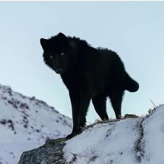 a black wolf standing on top of a snow covered hill