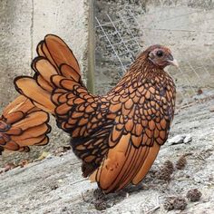 a brown and black chicken standing on top of a stone floor next to a wire fence